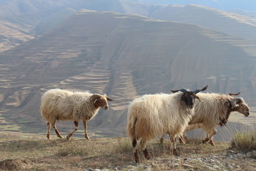 Obraz premium Some Sheep on a High Valley Ledge in Amdo Tibet China Qinghai Province