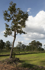 Newly ploughed rice field lite by late afternoon sun.Asia