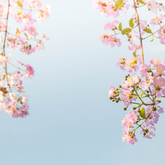 Fototapeta na wymiar Tropical pink flower over the blue sky in spring 
