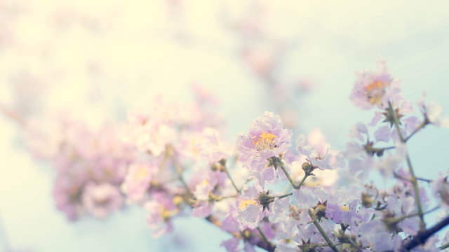 Tropical pink flower over the blue sky in spring © MissA&MrB