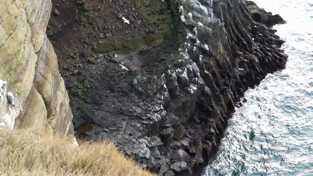 Icelandic seagulls live on cliff around Londrangar peninsular in west coast of Iceland. Shot in slow motion 120 fps