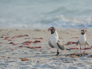 A Laughing Gull (Leucophaeus Atricilla) swallowing a fish on Indian Rocks Beach, Gulf of Mexico, Florida