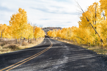 Fall Golden Aspen on Road in Zion National Park Utah