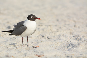 A Laughing Gull (Leucophaeus Atricilla) is on Indian Rocks Beach, Gulf of Mexico, Florida