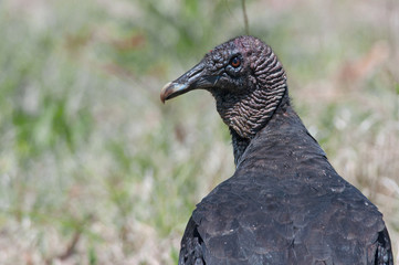 Black Vulture