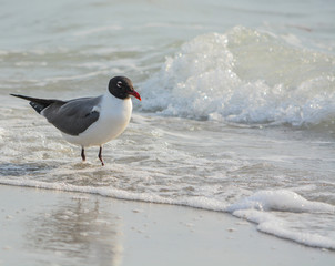A Laughing Gull (Leucophaeus Atricilla) is on Indian Rocks Beach, Gulf of Mexico, Florida
