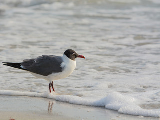 A Laughing Gull (Leucophaeus Atricilla) is on Indian Rocks Beach, Gulf of Mexico, Florida