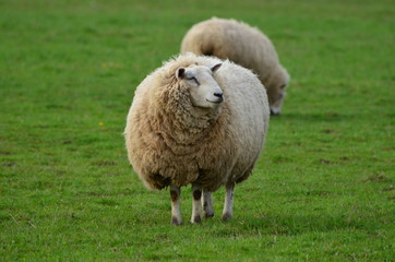 Fototapeta premium Adult unsheared sheep smiling