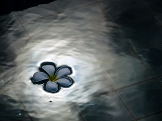 flower float on water