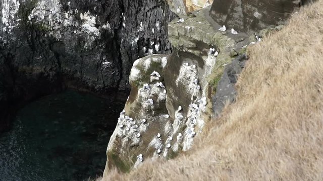 Icelandic sea gulls live on cliff around Londrangar peninsular in west coast of Iceland. Shot in slow motion 120 fps