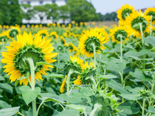 Obraz premium 向日葵