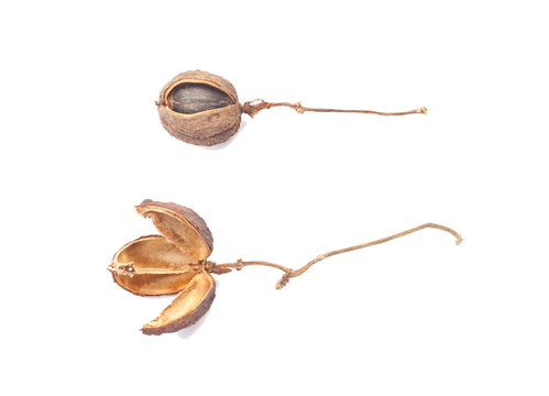 Dried bulbs of Physic Nut (Jatropha curcas) and seed isolated on white background