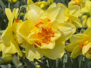 Obraz premium Narcissus in full bloom at spring time