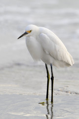  Snowy Egret ( Egretta thula) standing in shallow surf on a hazy day at St. Pete Beach, Florida