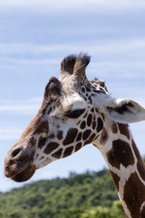 Giraffe / The giraffe of a lovely face approached.