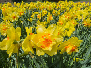 Obraz premium Narcissus in full bloom at spring time