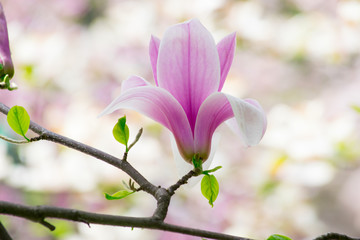 Background with blooming pink magnolia flowers