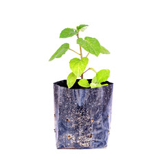 Cape gooseberry seedlings isolate on white background
