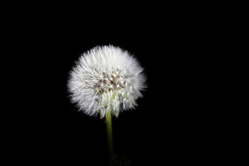 Fototapeta premium parachute ball of dandelion on black background
