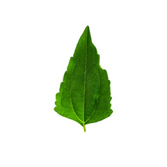 Leaves isolate on white background