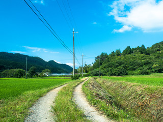 Fototapeta na wymiar 日本の夏