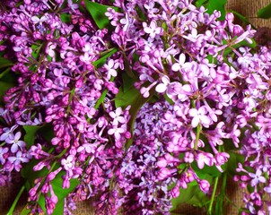 Obraz premium Lilac flowers