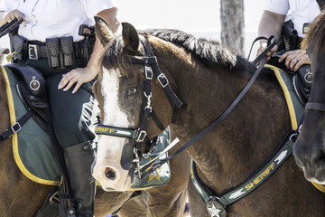 Obraz premium Parade horse