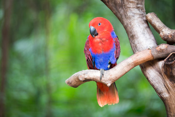 bright parrot sits on tree branch