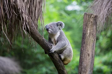 Deurstickers Koala koala op boom