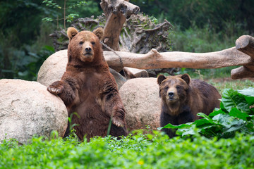 Obraz na płótnie Canvas Family of brown bears near stones