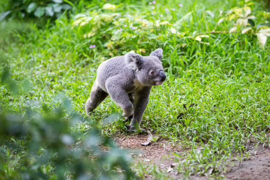 Koala runs along  path