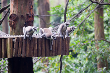 Watchful lemurs on tree