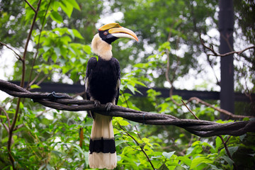 Tropical bird with big beak
