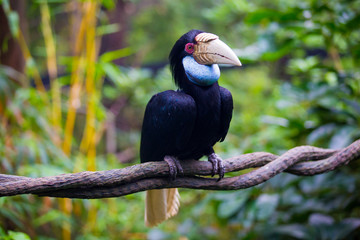 Tropical bird with unusual beak sits on branch