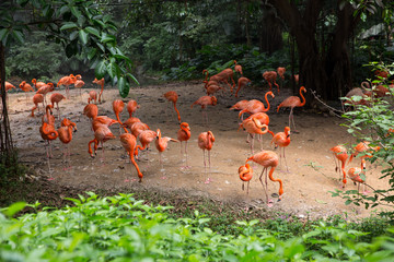 Group of pink flamingos under tree