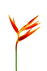 Bird of Paradise flowers on white background