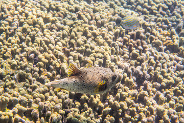 Dogface puffer © andrisl
