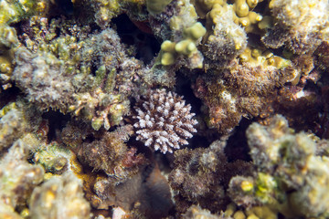 Plakat Coral reef
