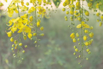 Golden Shower Tree or Cassia fistula