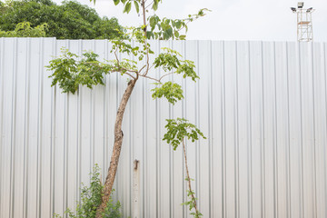 Fototapeta premium zinc wall