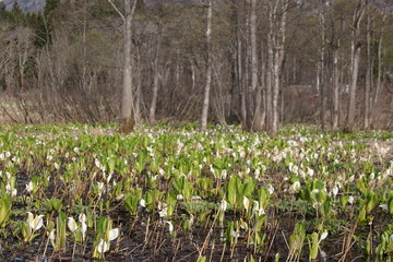 群生するミズバショウ