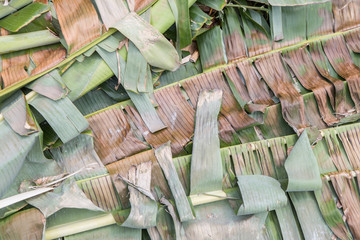 banana leaf