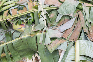 banana leaf