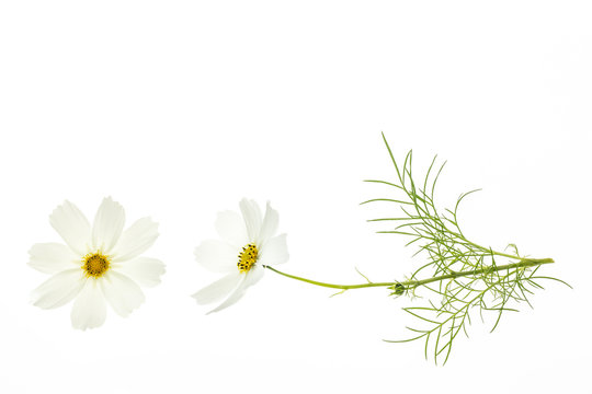 isolated white cosmos flowers with copy space