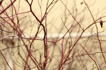 Tree branches for the background