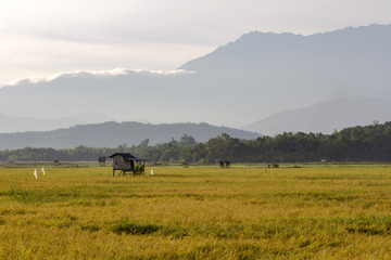 Fototapeta premium The yellowish paddy fields of Kampung Sangkir, Kota Belud, Sabah, Malaysian Borneo with the Crocker Range as background.