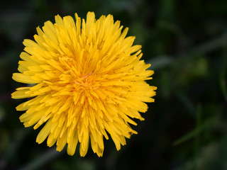 Цветок одуванчика