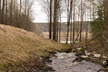 Spring forest, a forest stream, pure nature.