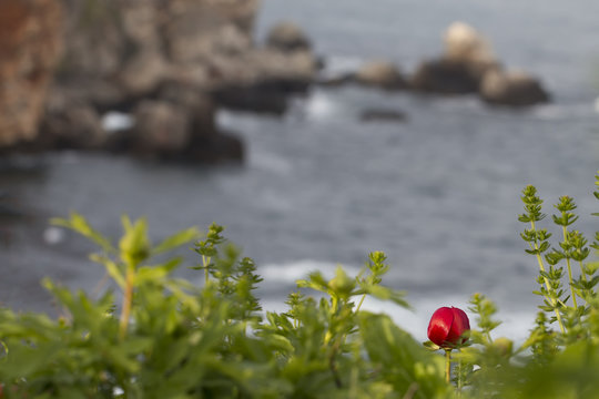 Beautiful seascape view with Wild Paeoni Flower. Paeoniaceae.