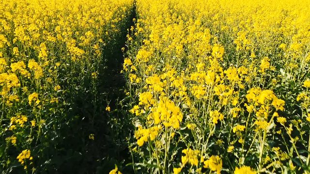 Flug mit Drohne &uuml;ber gelbes, bl&uuml;hendes Rapsfeld